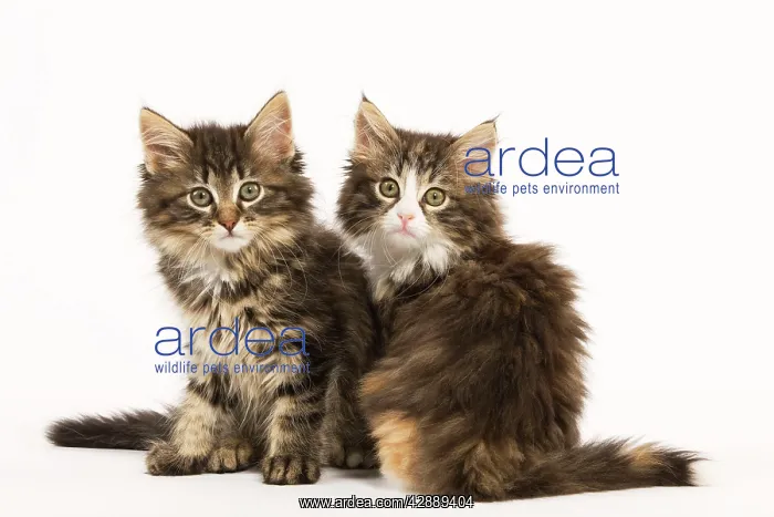 : Cat - Norwegian Forest kittens two in studio : Cat - Norwegian Forest kittens two in studio