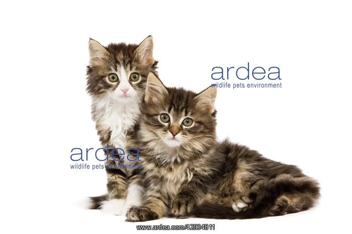  : Cat - Norwegian Forest kittens in studio