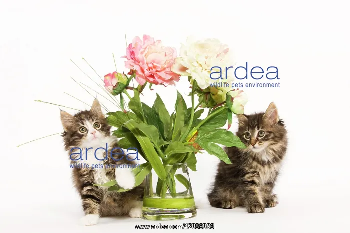 : Cat - Norwegian Forest kittens in studio with vase : Cat - Norwegian Forest kittens in studio with vase