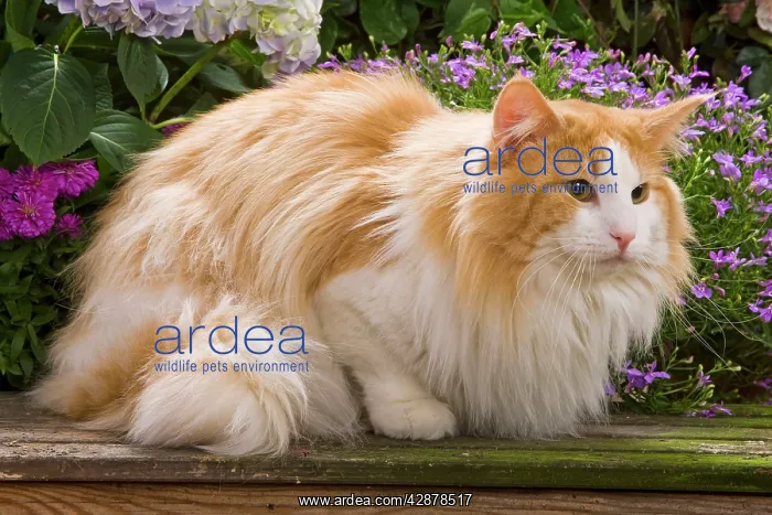  : Cat - Norwegian forest lying by flowers