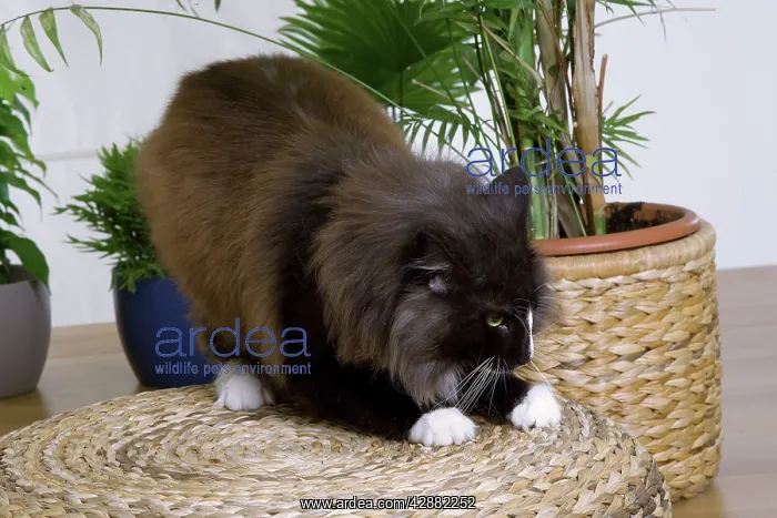 : Cat - Norwegian Forest scratching / clawing furniture : Cat - Norwegian Forest scratching / clawing furniture