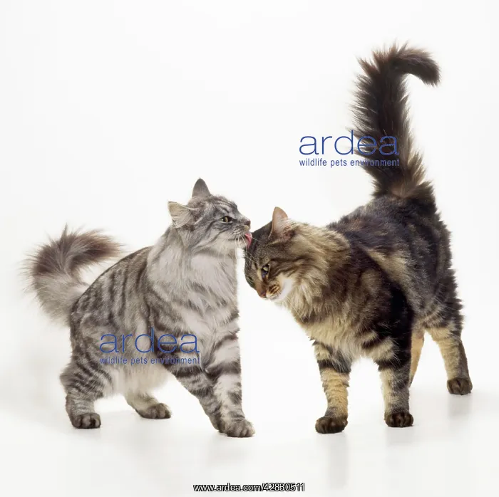 : CAT - Norwegian Forest - Silver & Brown Tabby : CAT - Norwegian Forest - Silver & Brown Tabby