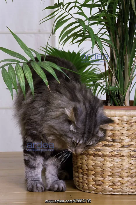 : Cat - Norwegian Forest Silver Tabby Mackerel & : Cat - Norwegian Forest Silver Tabby Mackerel &