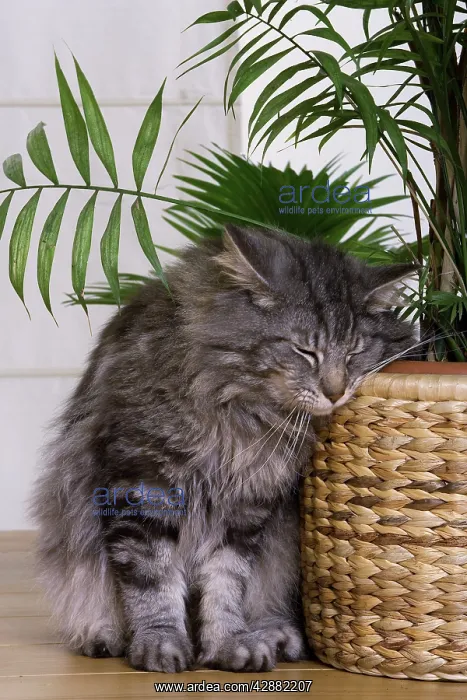 : Cat - Norwegian Forest Silver Tabby Mackerel & : Cat - Norwegian Forest Silver Tabby Mackerel &