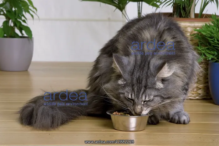 : Cat - Norwegian Forest Silver Tabby Mackerel & : Cat - Norwegian Forest Silver Tabby Mackerel &