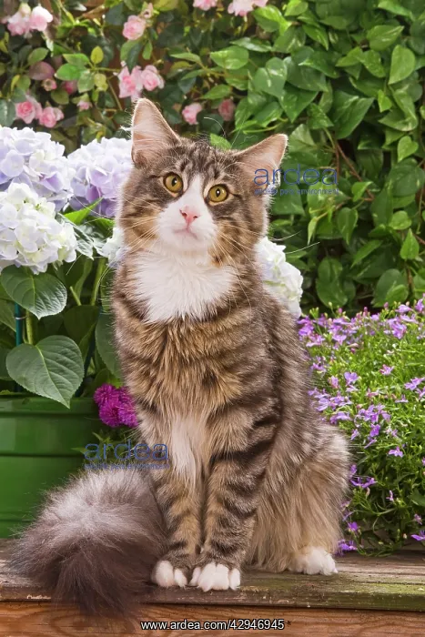 : Cat - Norwegian forest sitting by flowers : Cat - Norwegian forest sitting by flowers