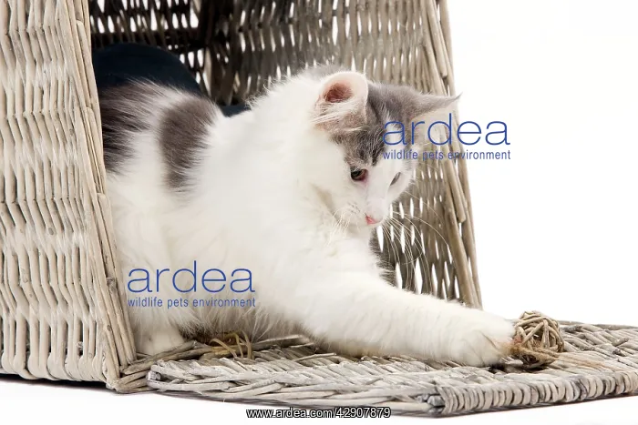  : Cat - Norwegian kitten