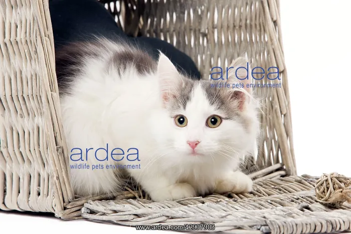  : Cat - Norwegian kitten