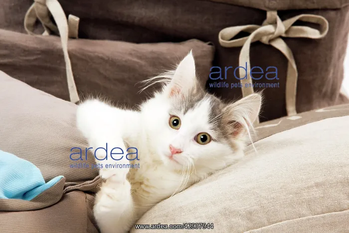 : Cat - Norwegian kitten : Cat - Norwegian kitten