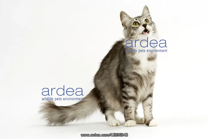: Cat - Norwegian Silver Tabby : Cat - Norwegian Silver Tabby