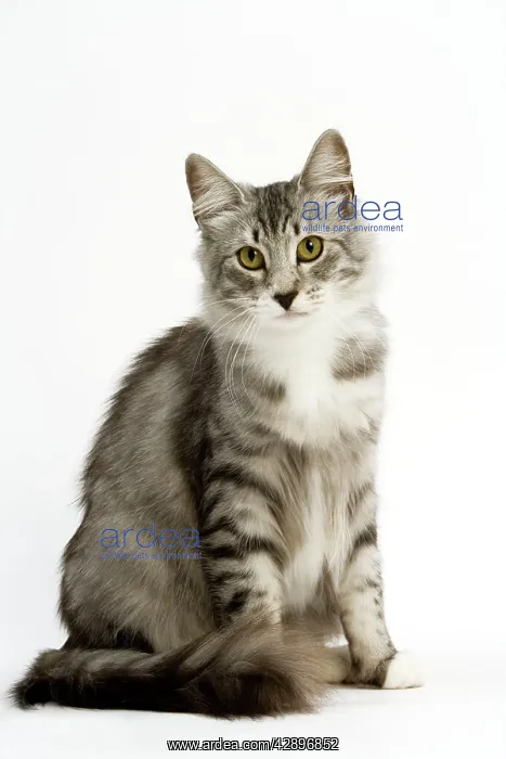  : Cat - Norwegian Silver Tabby