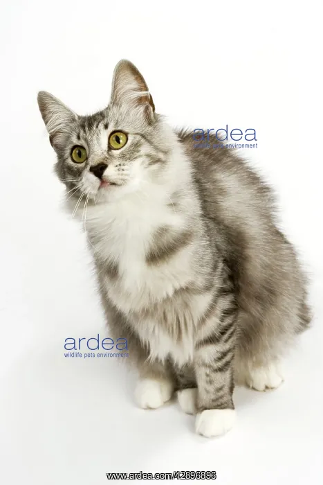 : Cat - Norwegian Silver Tabby : Cat - Norwegian Silver Tabby