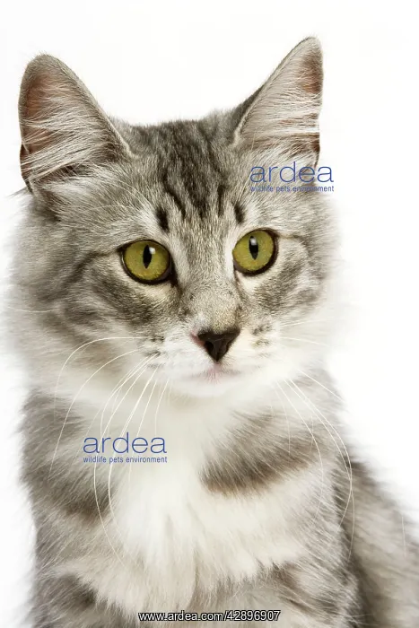  : Cat - Norwegian Silver Tabby