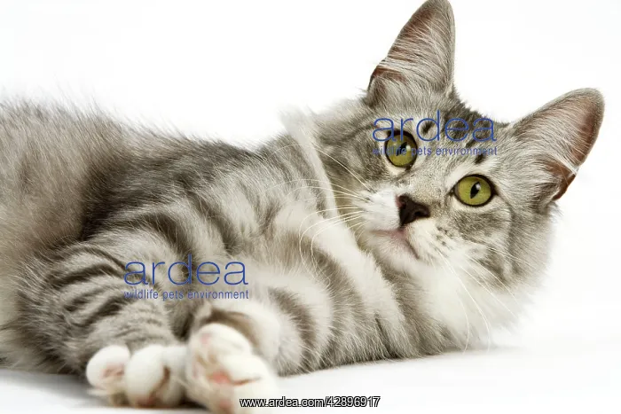  : Cat - Norwegian Silver Tabby