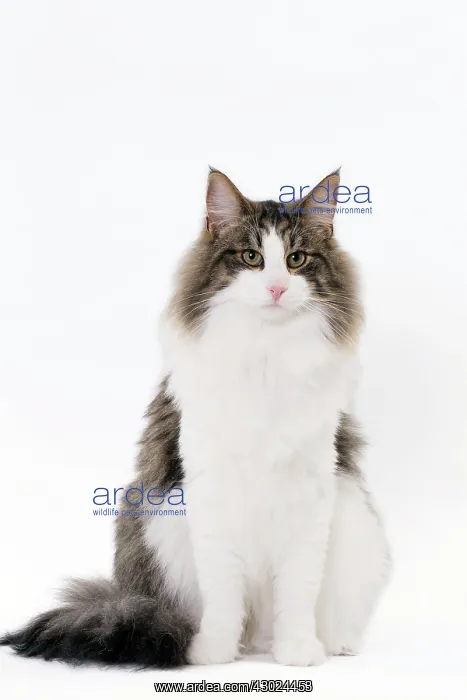  : Cat Norwegian sitting