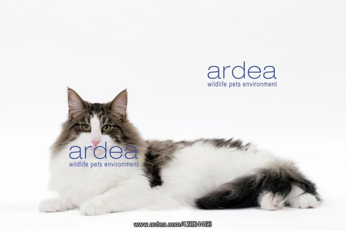  : Cat Norwegian sitting