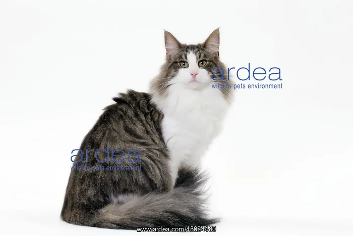  : Cat Norwegian sitting