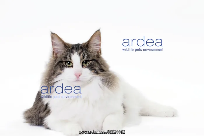  : Cat Norwegian sitting