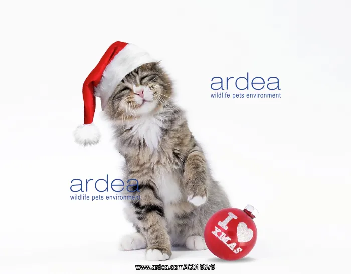 : Cat Norwegian smiling / laughing wearing Christmas hat playing with I love : Cat Norwegian smiling / laughing wearing Christmas hat playing with I love