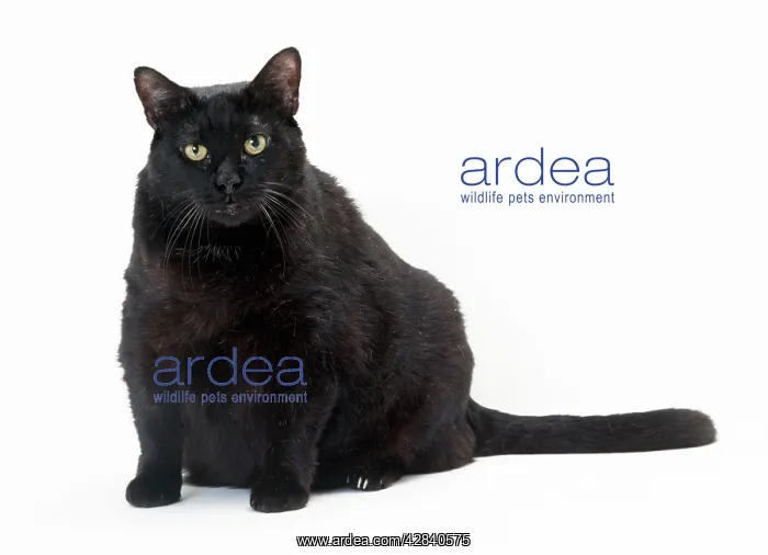: CAT - obese / fat black cat : CAT - obese / fat black cat