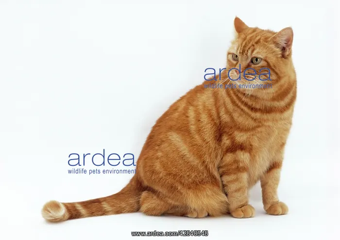 : CAT - obese / fat ginger cat : CAT - obese / fat ginger cat