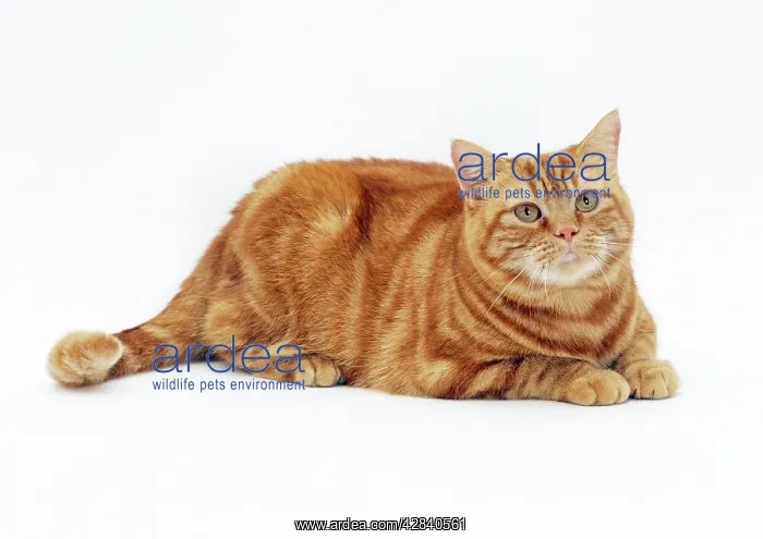 : CAT - obese / fat ginger cat : CAT - obese / fat ginger cat