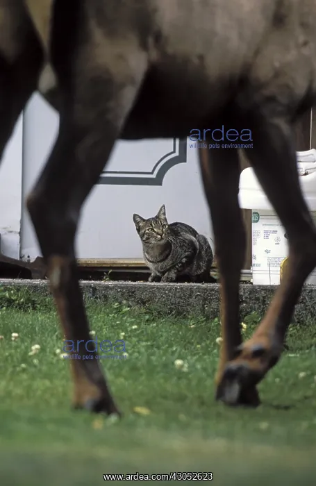 : Cat observing a Wapiti in the streets of Jasper Canada : Cat observing a Wapiti in the streets of Jasper Canada