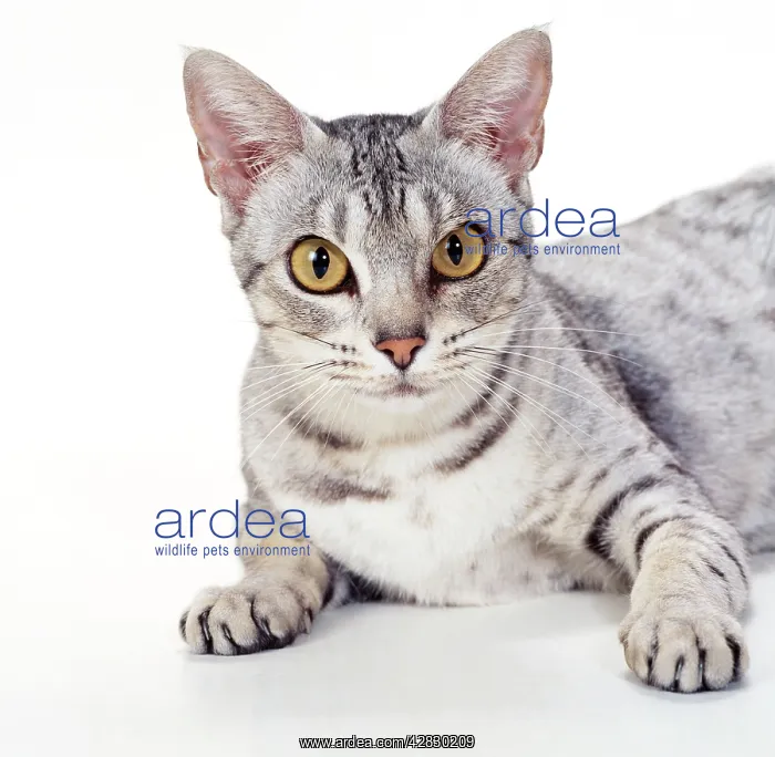: CAT - Ocicat - Black Spotted Silver : CAT - Ocicat - Black Spotted Silver