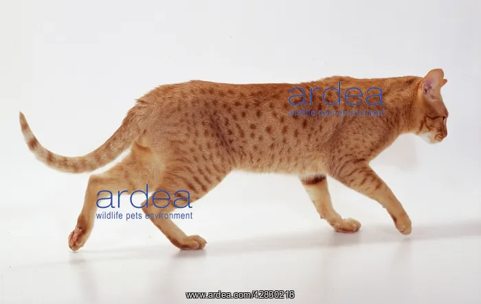 : CAT - Ocicat Breed. Cinnamon