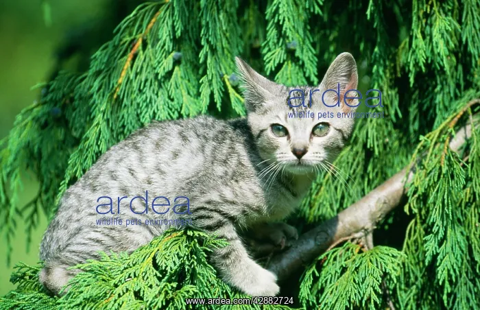  : CAT - OCICAT (DOMESTIC) IN TREE