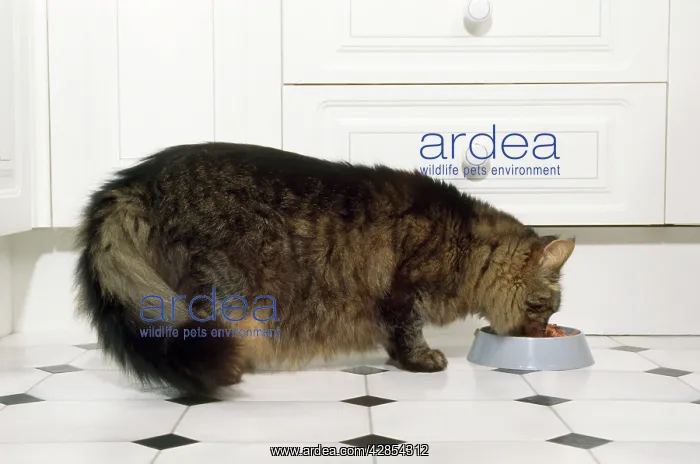 : Cat - old cat eating : Cat - old cat eating