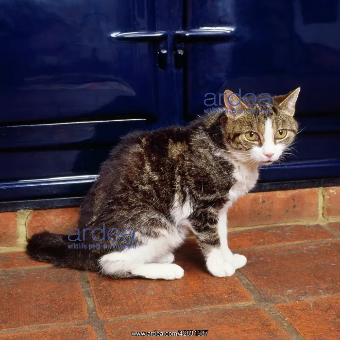 : Cat - old thin Cat near Aga : Cat - old thin Cat near Aga