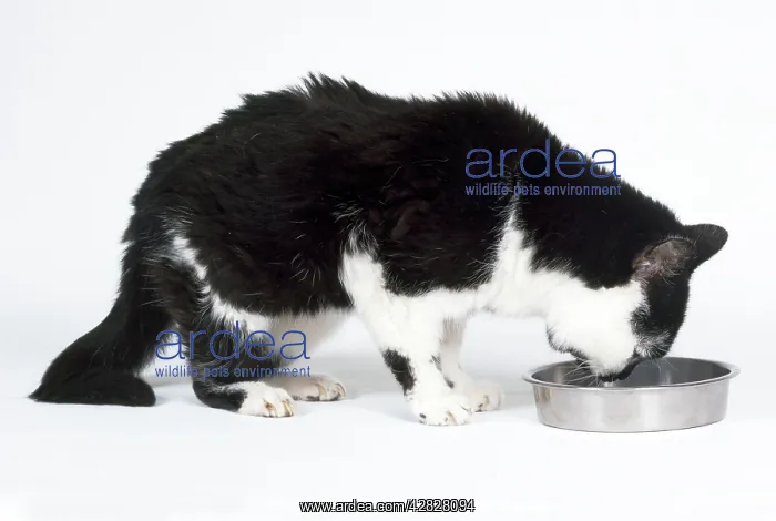: CAT - Old and decrepit black and white cat, drinking : CAT - Old and decrepit black and white cat, drinking