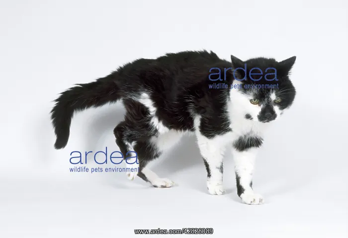  : CAT - Old and decrepit black and white cat, limping