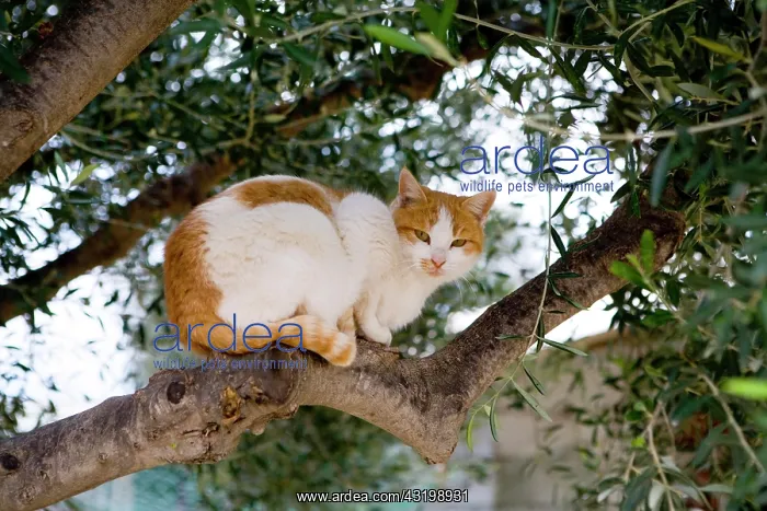 : Cat in an olive tree, Crete, Greece, Europe Katze : Cat in an olive tree, Crete, Greece, Europe Katze