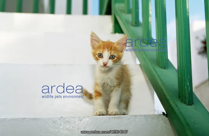: CAT - Orange and white Kitten on step : CAT - Orange and white Kitten on step