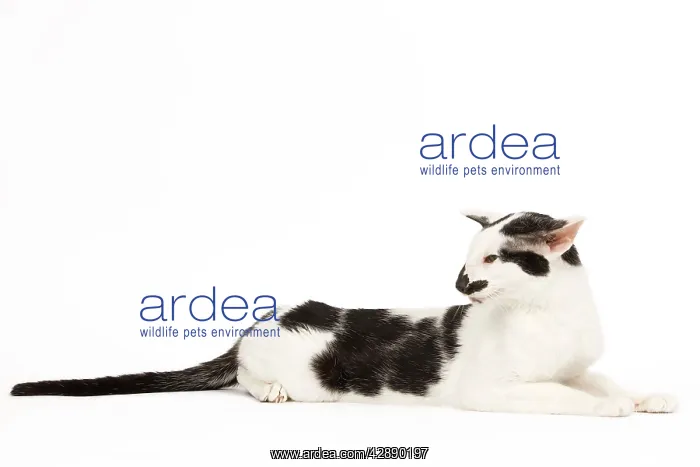  : Cat - Oriental