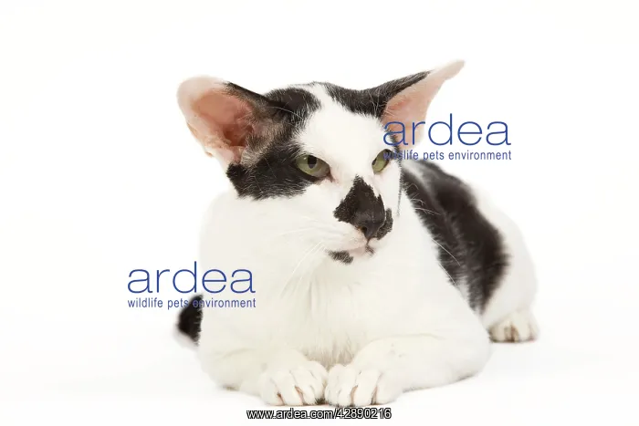  : Cat - Oriental