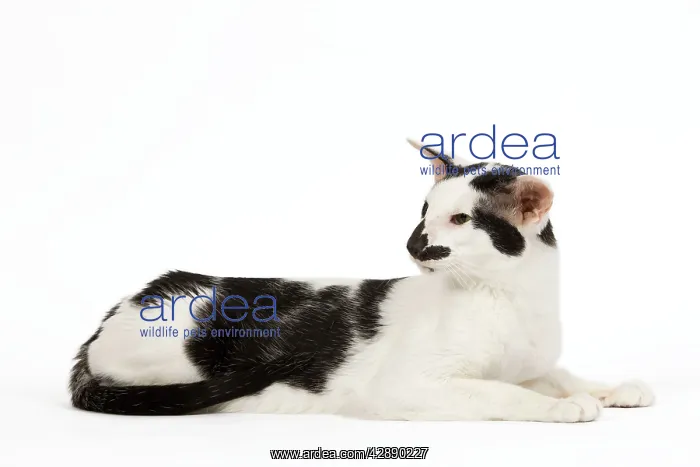  : Cat - Oriental
