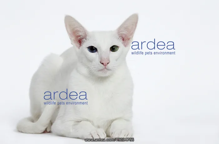 : Cat - Oriental : Cat - Oriental