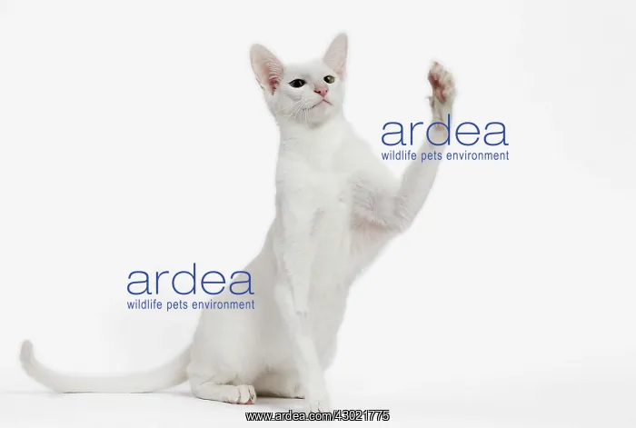 : Cat - Oriental : Cat - Oriental