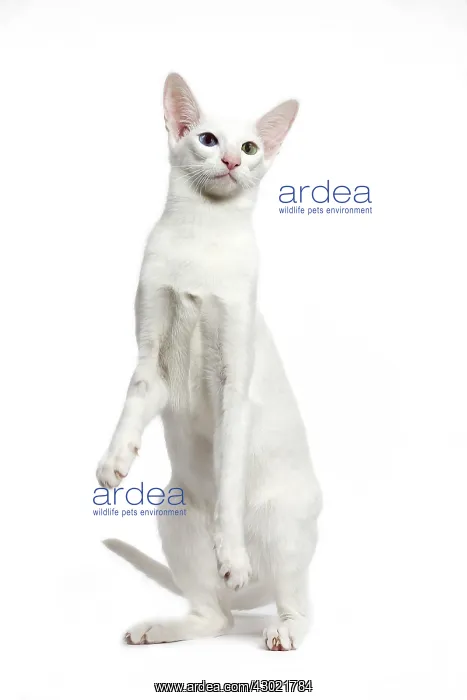 : Cat - Oriental : Cat - Oriental