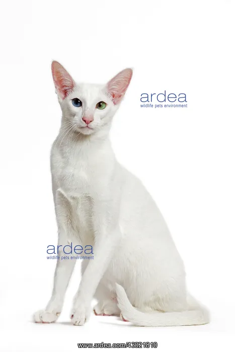 : Cat - Oriental : Cat - Oriental