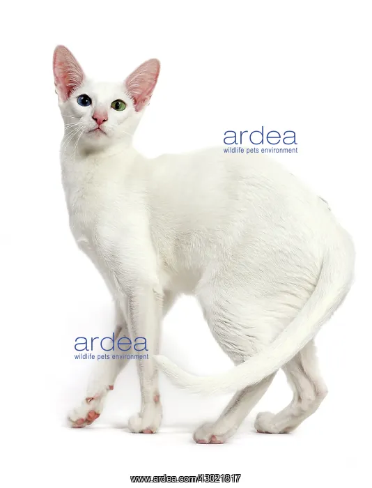 : Cat - Oriental : Cat - Oriental
