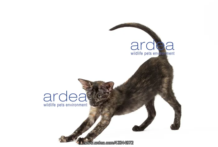 : Cat - Oriental Black Tortie : Cat - Oriental Black Tortie