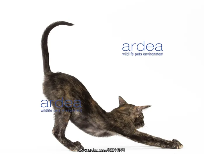 : Cat - Oriental Black Tortie : Cat - Oriental Black Tortie