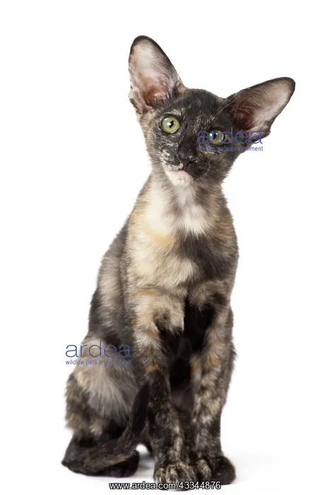 : Cat - Oriental Black Tortie : Cat - Oriental Black Tortie