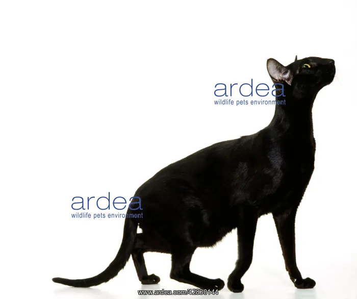 : CAT - ORIENTAL BLACK - side view : CAT - ORIENTAL BLACK - side view
