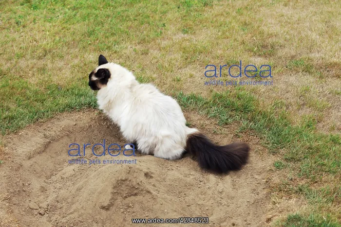  : CAT. Oriental cat going to the toilet