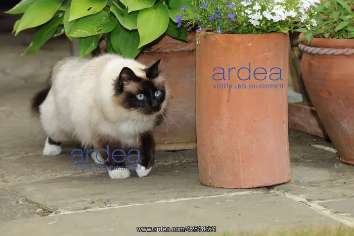  : CAT. Oriental cat walking past a flower pot